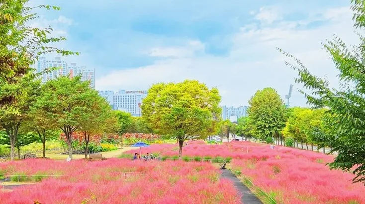 미사경정공원 핑크뮬리 / 사진=경기관광플랫폼