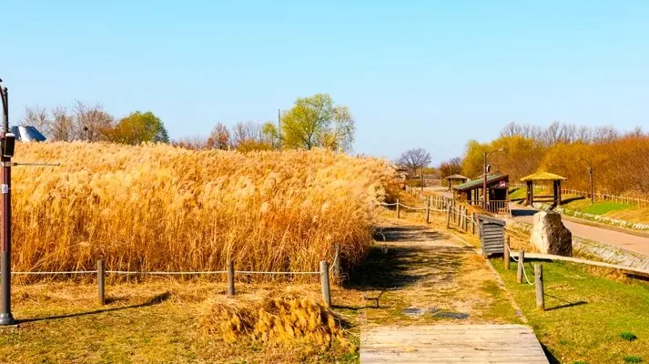 마포 하늘공원 억새 전경 / 사진=서울 관광아카이브