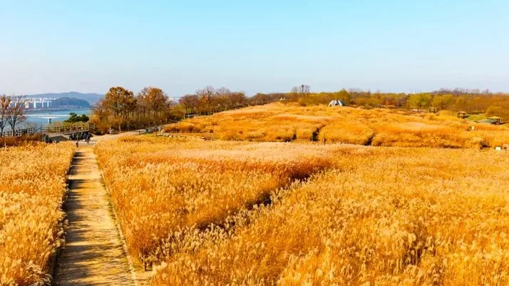 하늘공원 억새 명소 / 사진=서울 관광아카이브