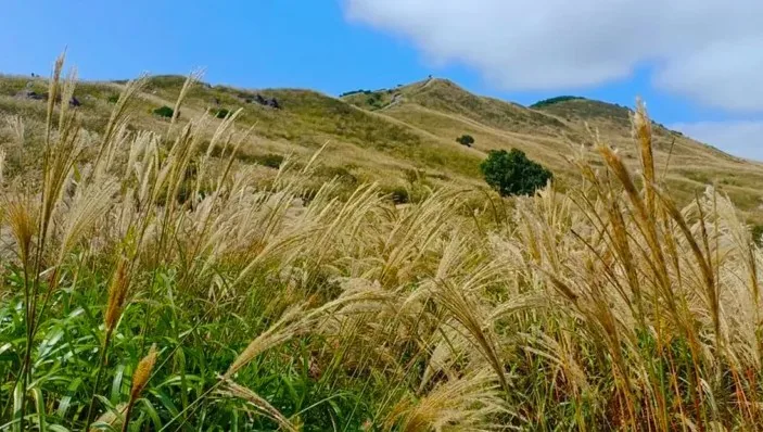 합천 황매산 억새 / 사진=황매산 군립공원
