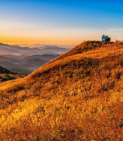 황매산 억새