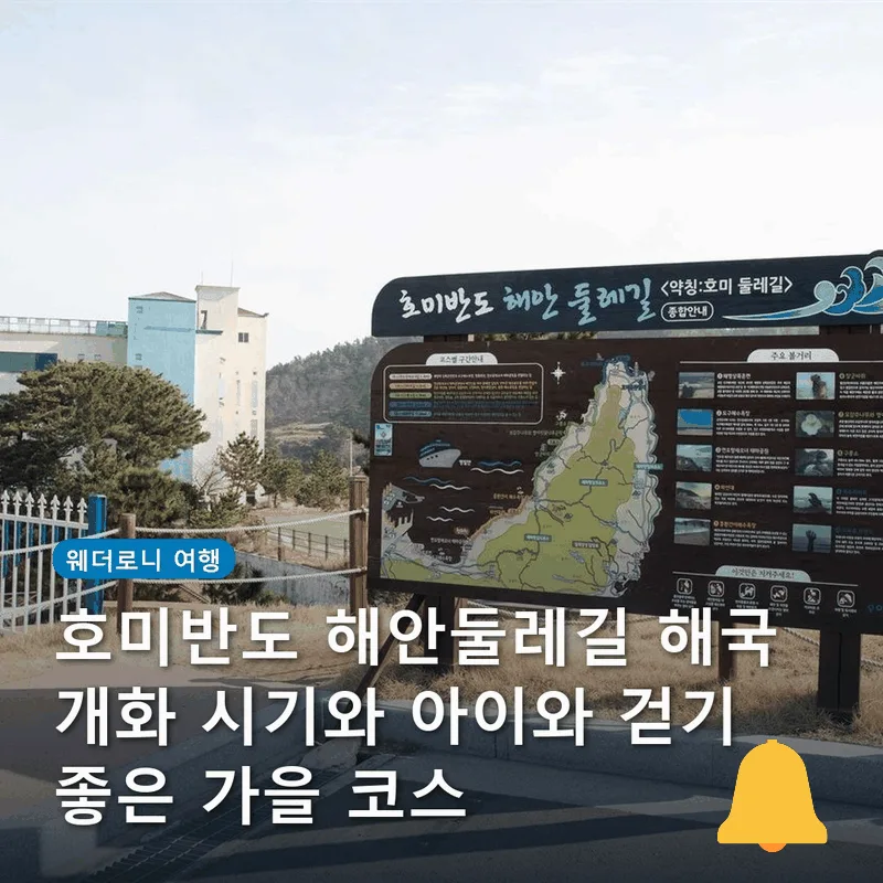 호미반도 해안둘레길 해국 개화 시기와 아이와 걷기 좋은 가을 코스