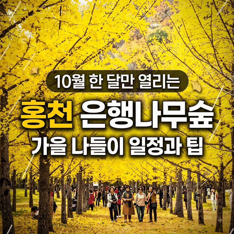 10월 한 달만 열리는 홍천 은행나무숲 가을 나들이 일정과 팁
