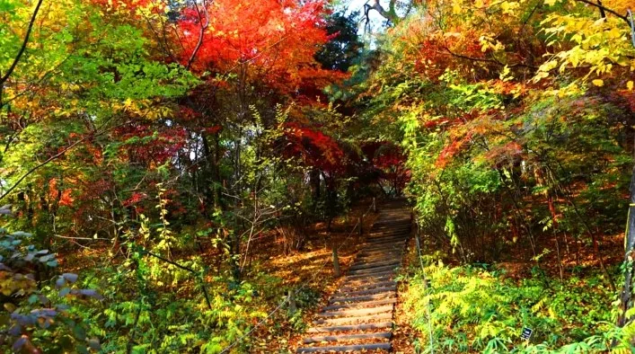 황릉숲 황우의길 / 사진=숲나들e