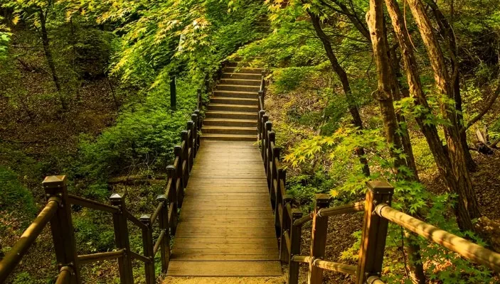 홍릉수목원 산책로 / 사진=게티이미지뱅크