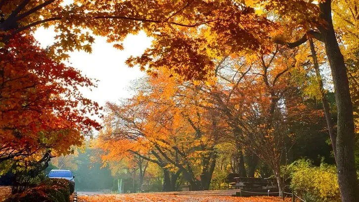 황릉숲 가을 / 사진=숲나들e