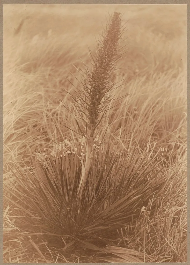 specimen Spaniard Spear Grass. album: