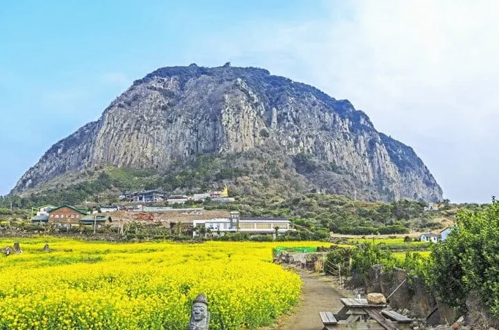 제주 산방산 유채꽃밭 / 사진=게티이미지뱅크