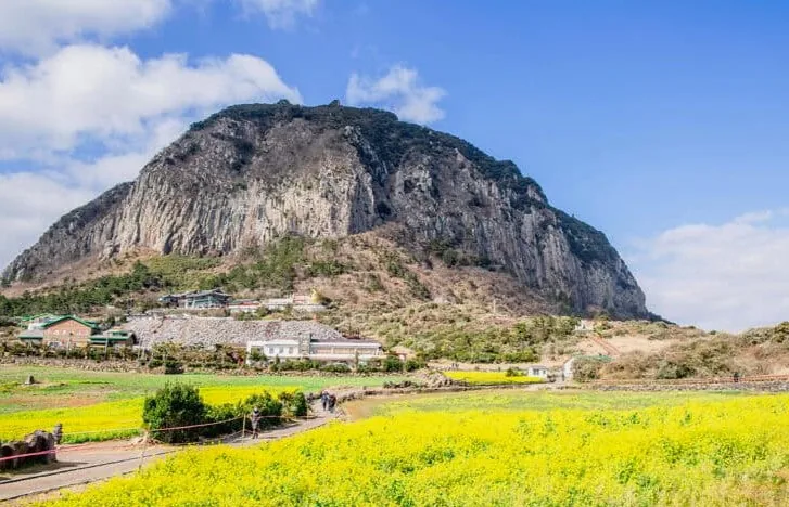 제주 산방산 유채꽃밭 / 사진=게티이미지뱅크