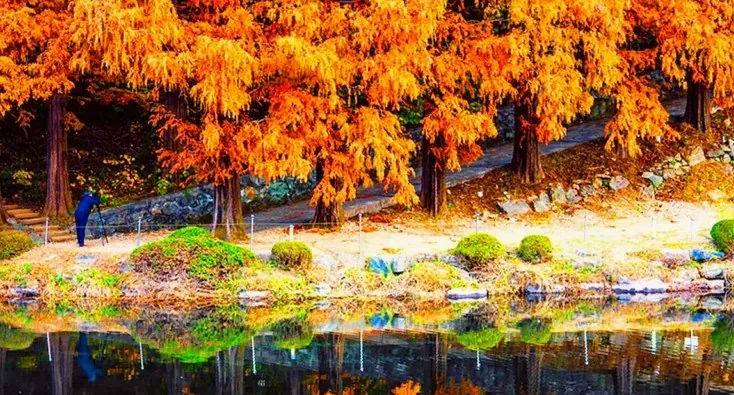 한국외대 가을 / 사진=용인관광