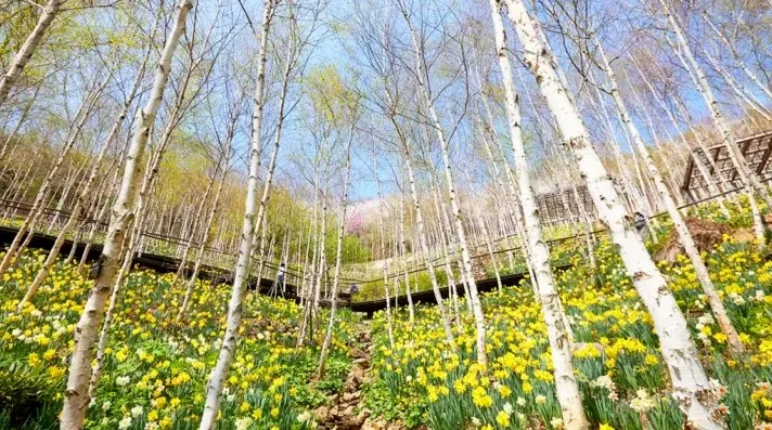 화담숲 수선화 / 사진=화담숲