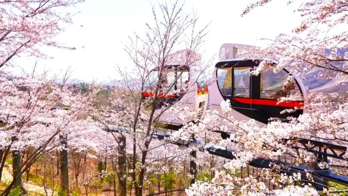 화담숲 벚꽃 / 사진=화담숲