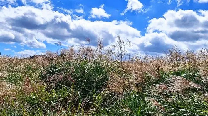 황매산군립공원 억새 / 사진=황매산 군립공원
