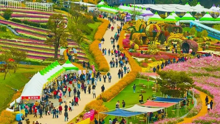 화순 고인돌 가을꽃 축제 / 사진=화순군