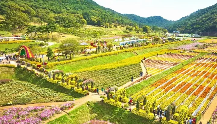 화순 고인돌 가을꽃 축제 / 사진=화순군청