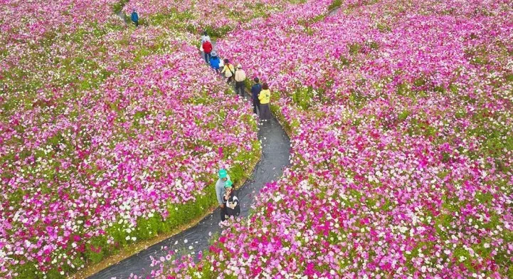 화순 고인돌 가을꽃 축제 코스모스 / 사진=화순군청