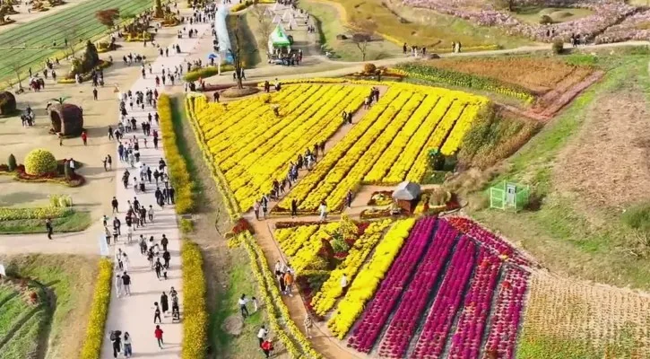가을꽃 축제 전경 / 사진=유튜브(화순군청)