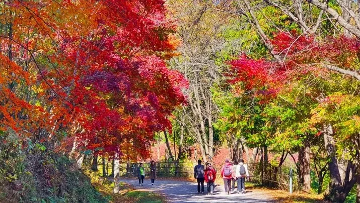 화순 너릿재옛길 가을 / 사진=화순 공식블로그