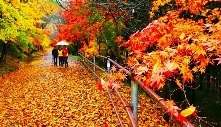 너릿재옛길 단풍 / 사진=화순 공식블로그