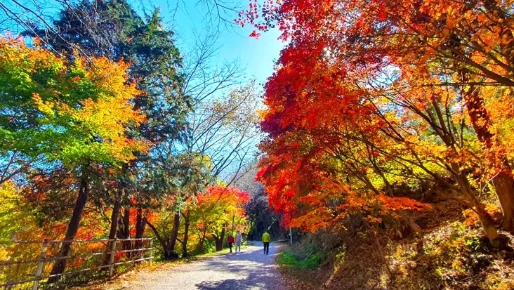 화순 너릿재옛길 단풍 / 사진=화순 공식블로그