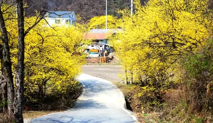 이천 산수유마을 산책 / 사진=게티이미지뱅크