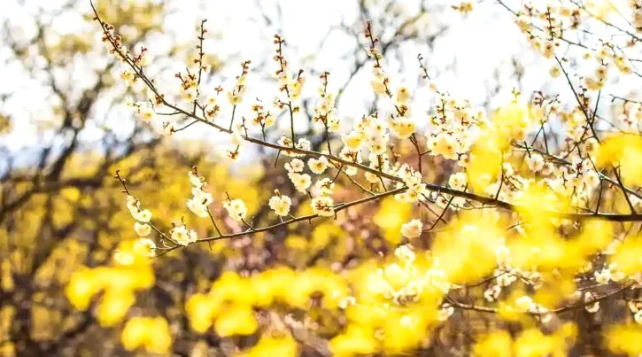 이천 산수유마을 매화와 산수유 / 사진=게티이미지뱅크