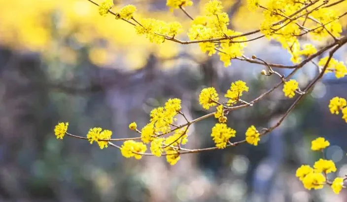 산수유 / 사진=게티이미지뱅크