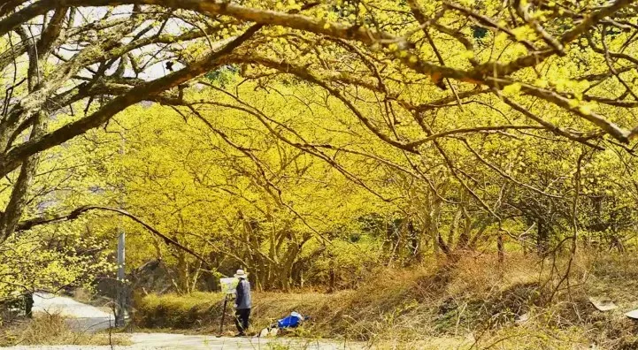 이천 산수유마을 풍경 / 사진=게티이미지뱅크