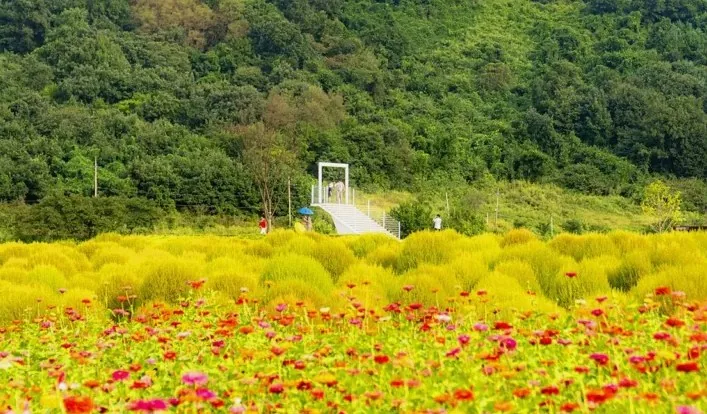 아직 초록빛인 댑싸리 / 사진=한국관광콘텐츠랩