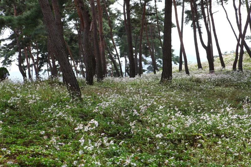 옥정호 구절초테마공원