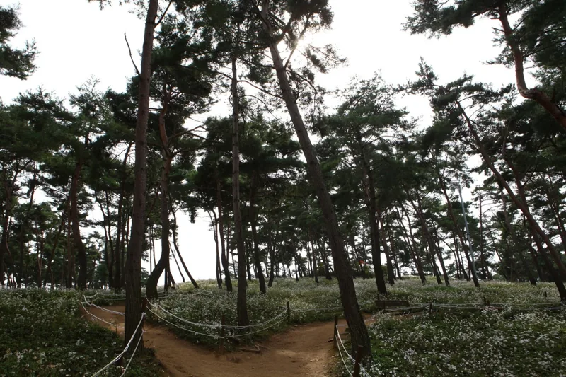 옥정호 구절초테마공원