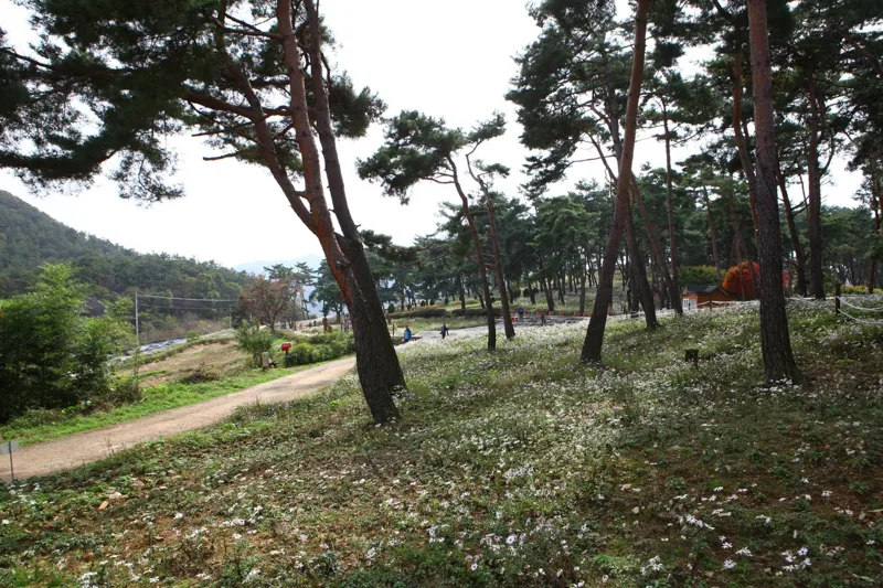 옥정호 구절초테마공원
