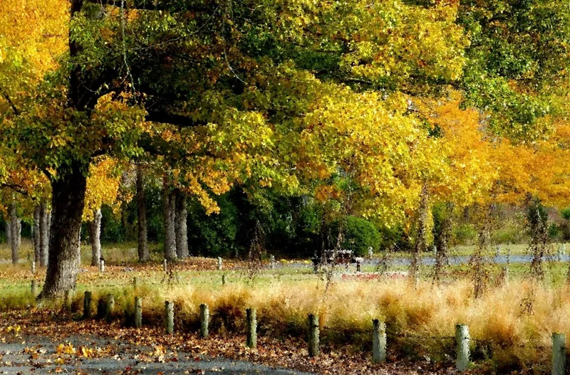 Autumn park