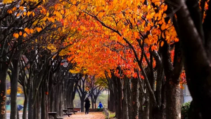 인천대공원 가을 풍경 / 사진=게티이미지뱅크
