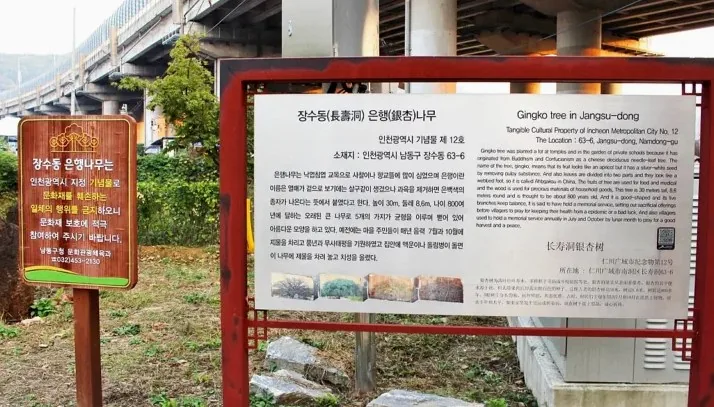 장수동 은행나무 안내 / 사진=인천시 공식 블로그 정경미