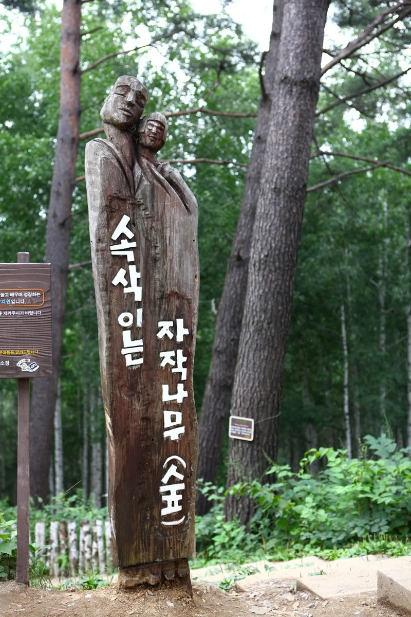 원대리 자작나무 숲(속삭이는 자작나무 숲)
