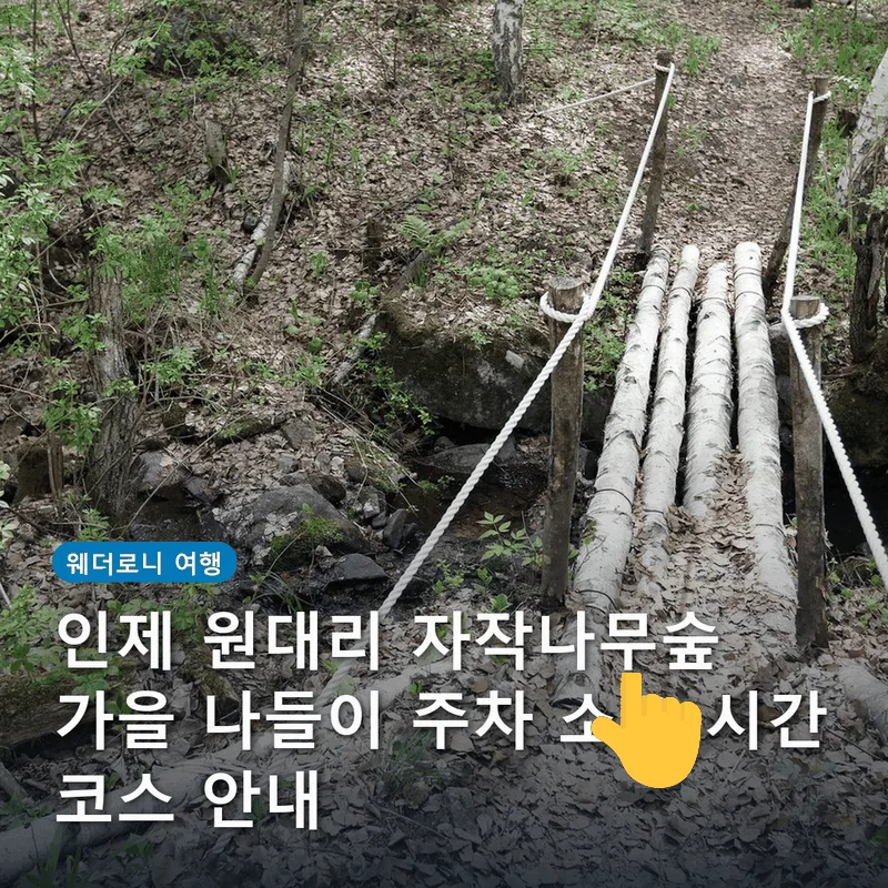 인제 원대리 자작나무숲 가을 나들이 주차 소요 시간 코스 안내