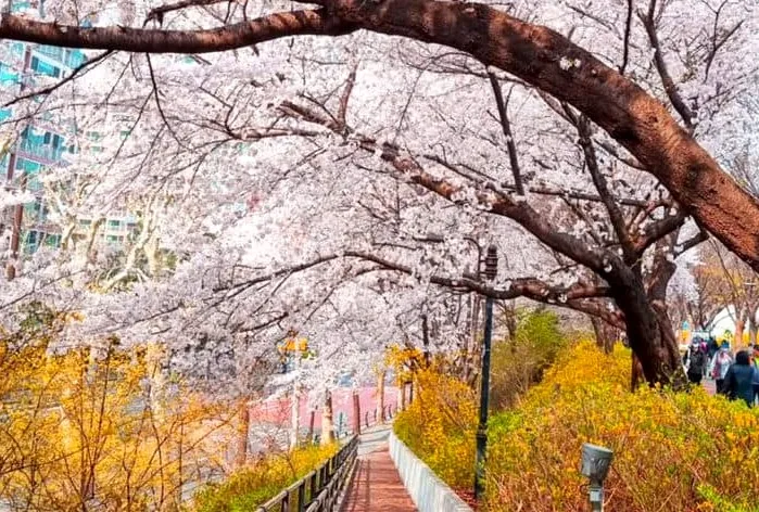 장안벚꽃길 / 사진=동대문구청 공식 인스타그램