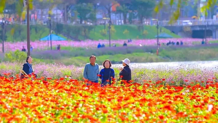 장성 황룡강 꽃축제 / 사진=장성군 sns