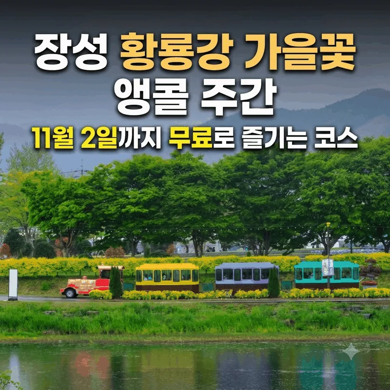 장성 황룡강 가을꽃 앵콜 주간, 11월 2일까지 무료로 즐기는 코스