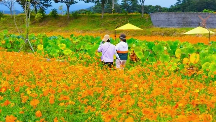 황룡강 가을꽃축제 / 사진=남도여행길잡이