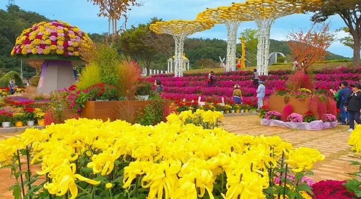 황룡강 가을꽃축제 전경 / 사진=장성 공식블로그