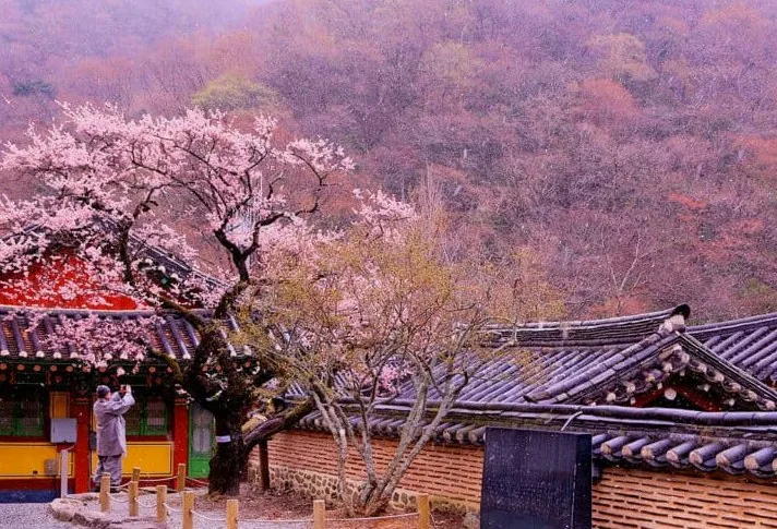백양사 봄 / 사진=게티이미지뱅크