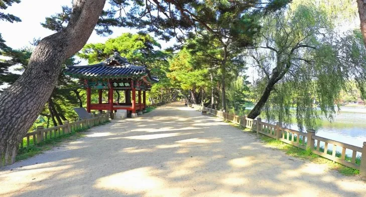 소나무 / 사진=게티이미지뱅크