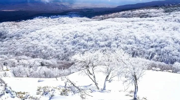 한라산 1100고지 설경 / 사진=게티이미지뱅크