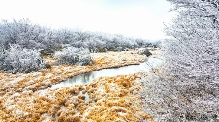 한라산 1100고지 겨울 풍경 / 사진=한라산 1100고지
