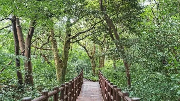 비자림 산책로 / 사진=ⓒ한국관광공사 이정수