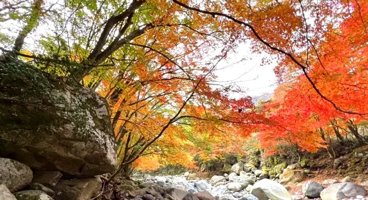 천아계곡 단풍 풍경 / 사진=제주특별자치도 공식 블로그