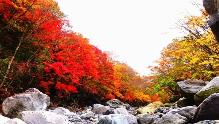 천아계곡 단풍 / 사진=제주특별자치도 공식 블로그