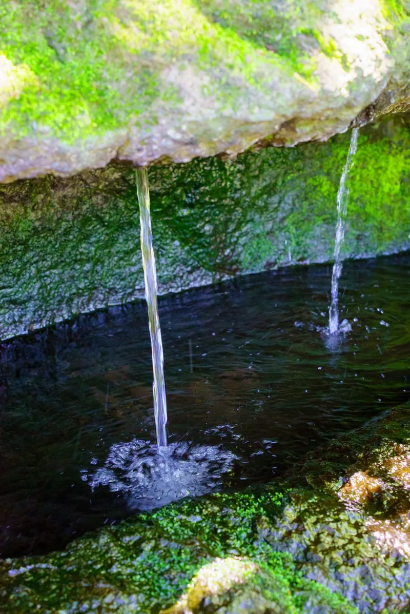 제주절물자연휴양림